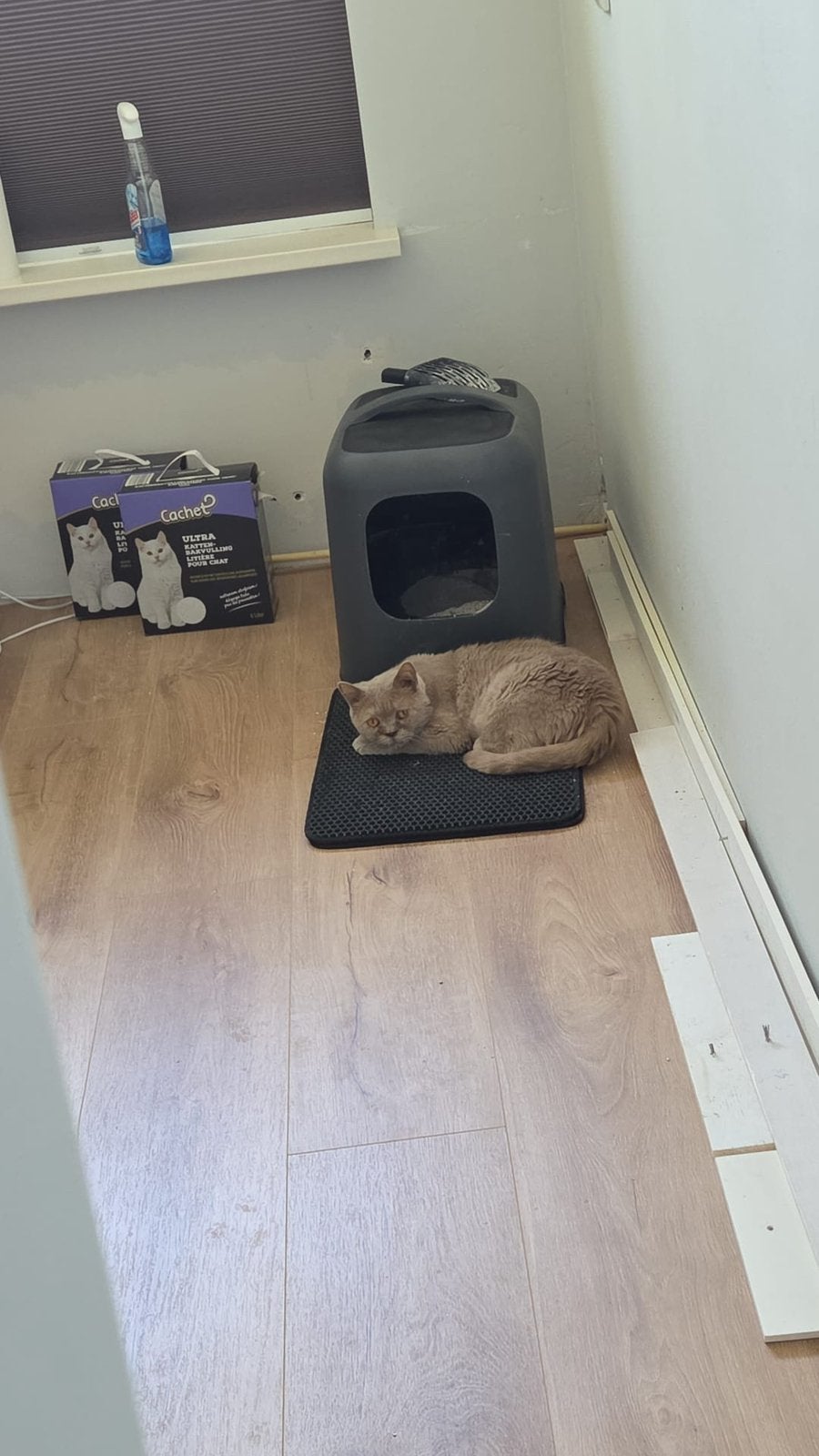 Britse korthaar fawn kleur, Kater