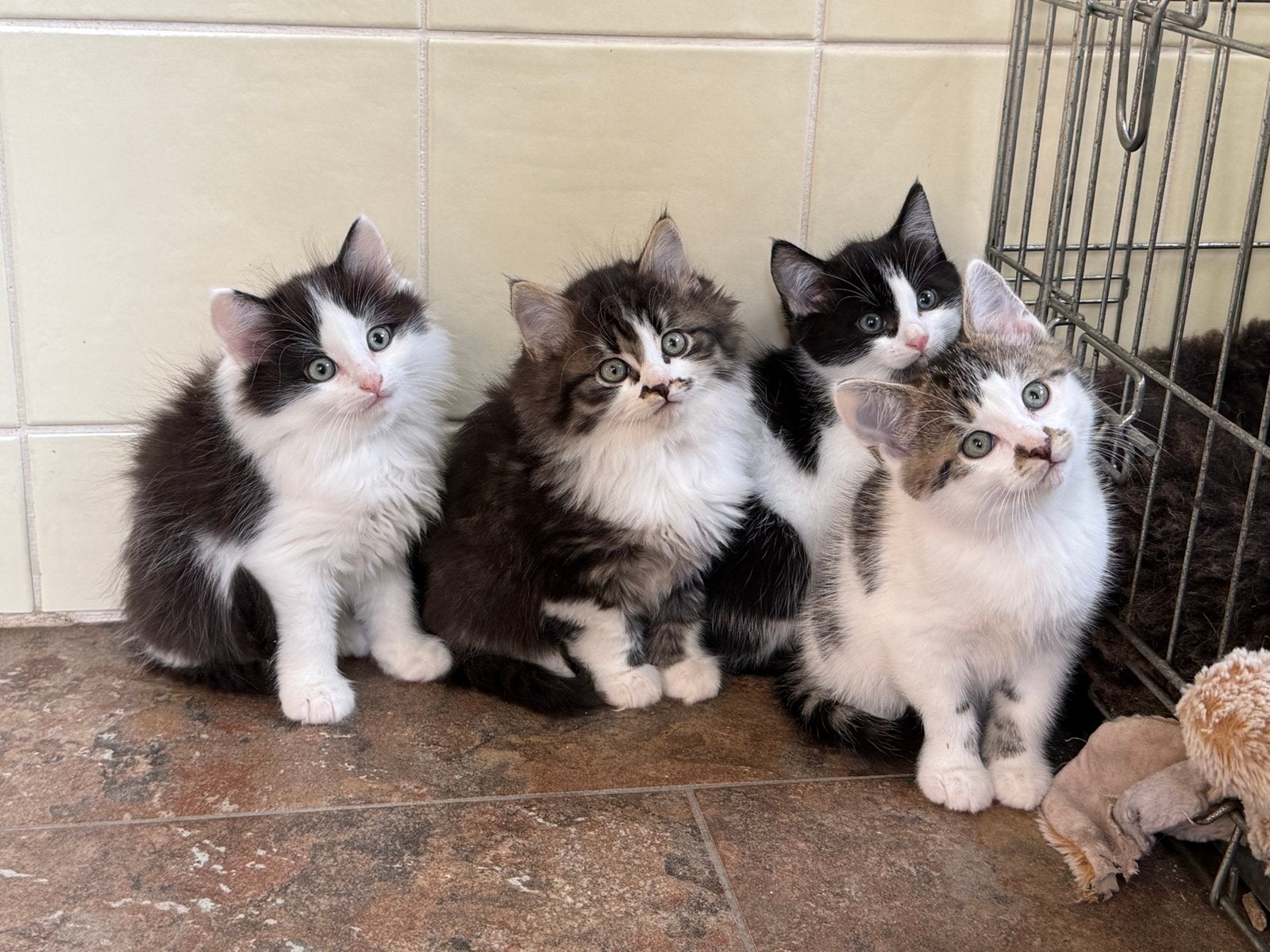 Knappe kitten katertjes langhaar en korthar x Ragdoll, Dieren en Toebehoren, Kater