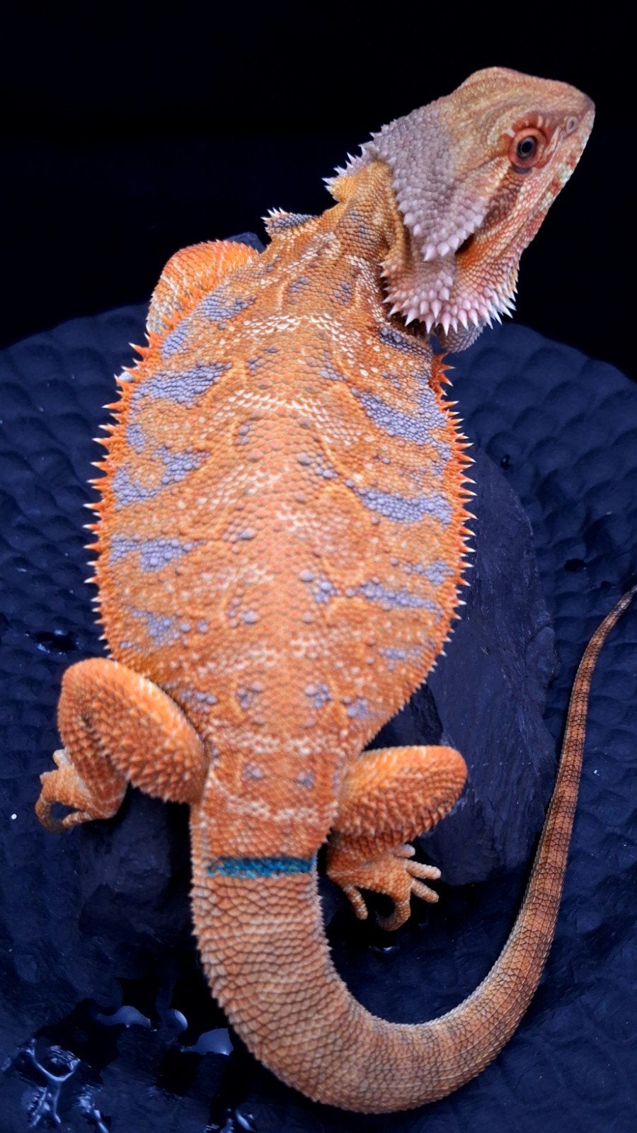 AANBIEDING !! 50% Red Monster Blue Tiger Man Baardagaam, Hagedis, 0 tot 2 jaar