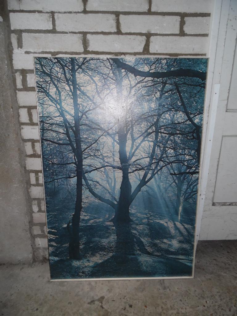 Schilderij (foto) BOS, Antiek en Kunst, Ophalen