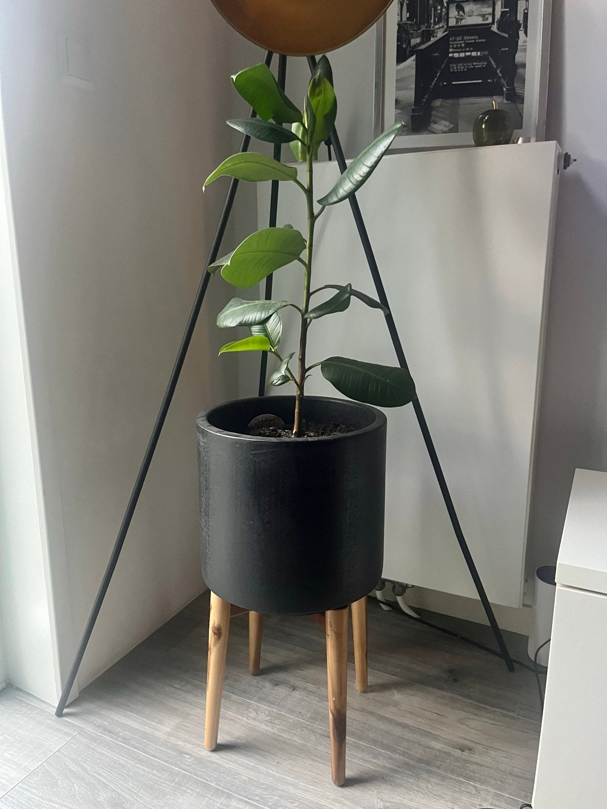 Healthy ficus elastica robusta plant with modern pot, Ophalen, Volle zon, Overige soorten, Minder dan 100 cm