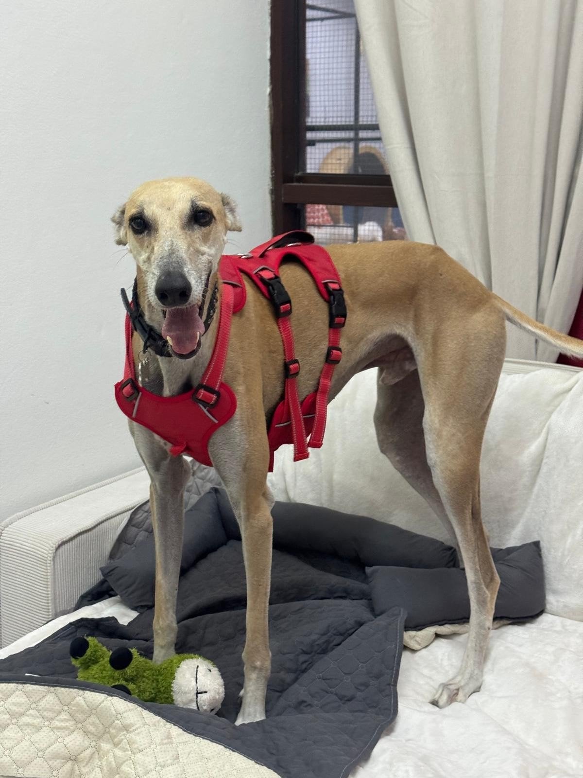 Lieve greyhound reu 1,5 jaar oud, Reu, 1 tot 2 jaar, Groot, Eén hond