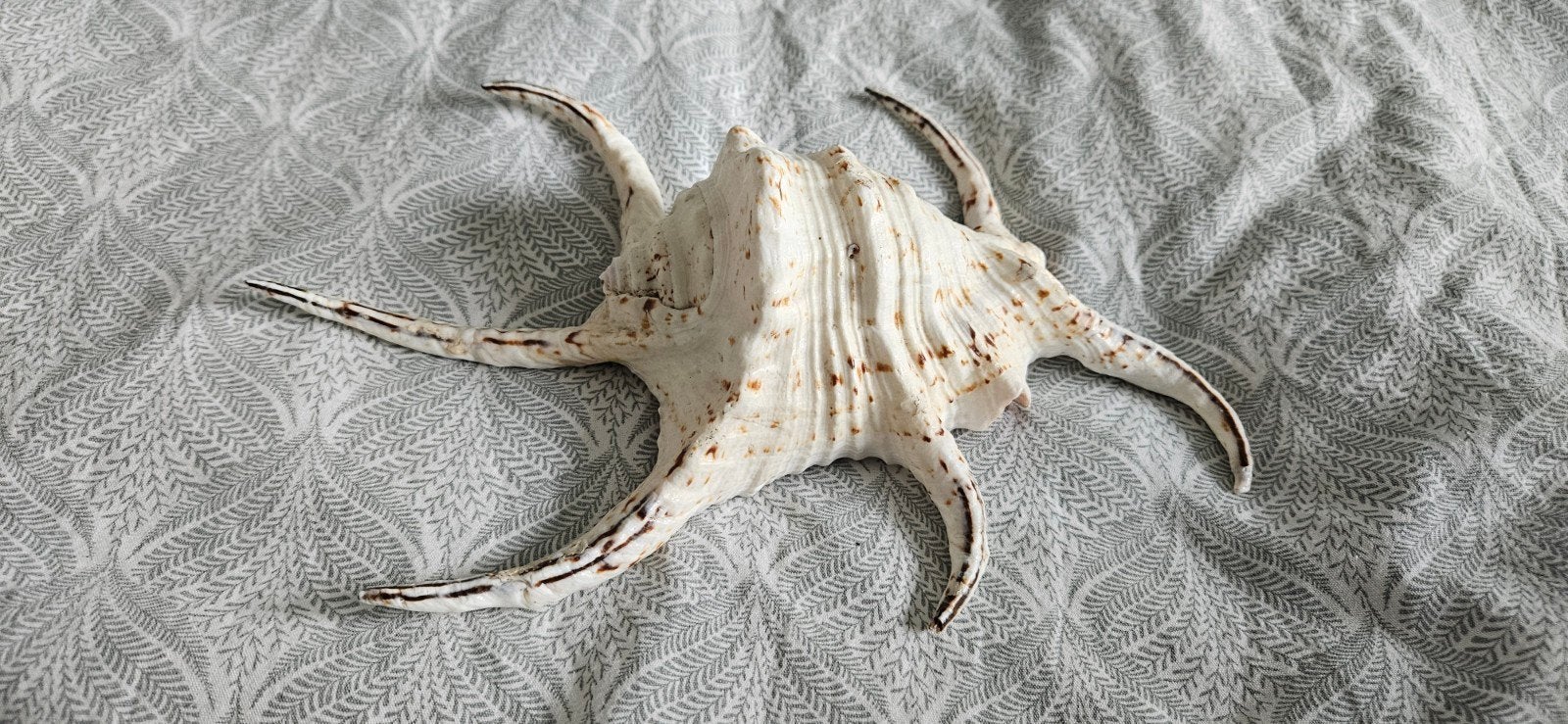 Grote Spinnenschelp / Spider Conch (Lambis lambis), Ophalen, Zo goed als nieuw, Overige typen