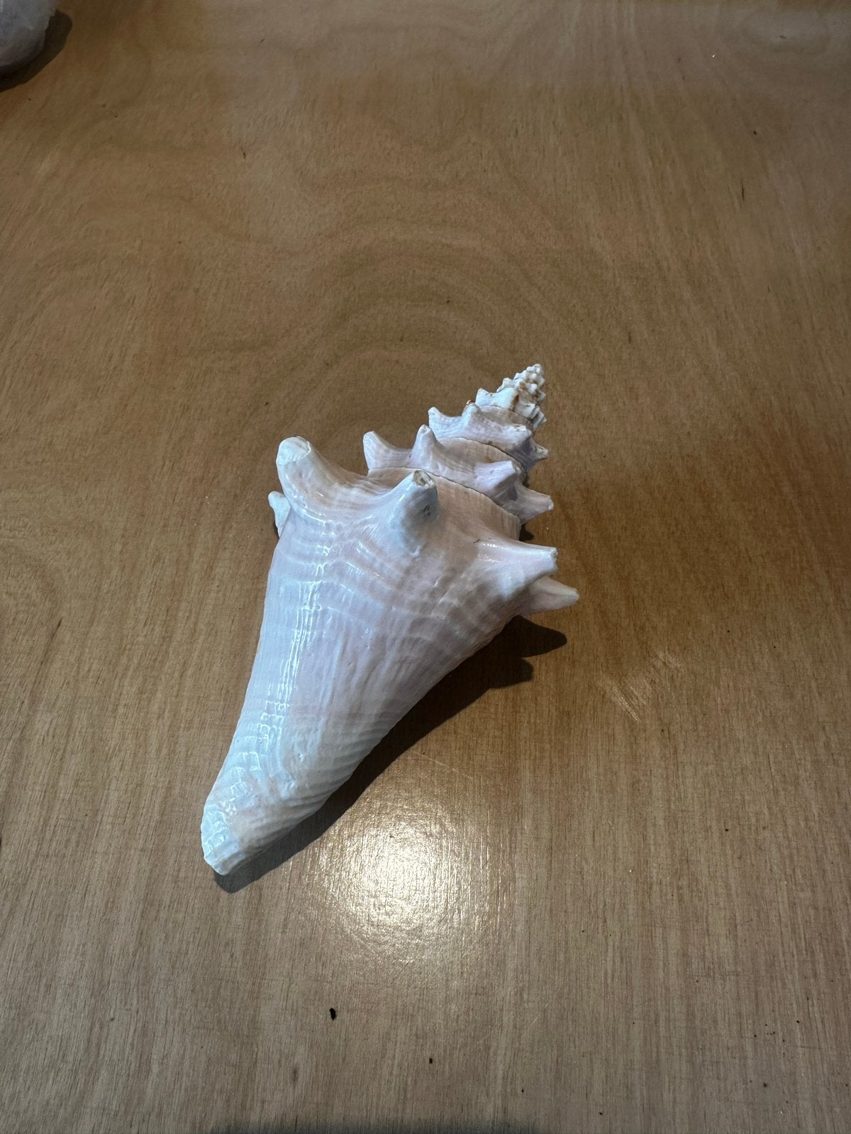 Grote schelp 16 cm - Decoratie of verzameling, Ophalen of Verzenden, Gebruikt