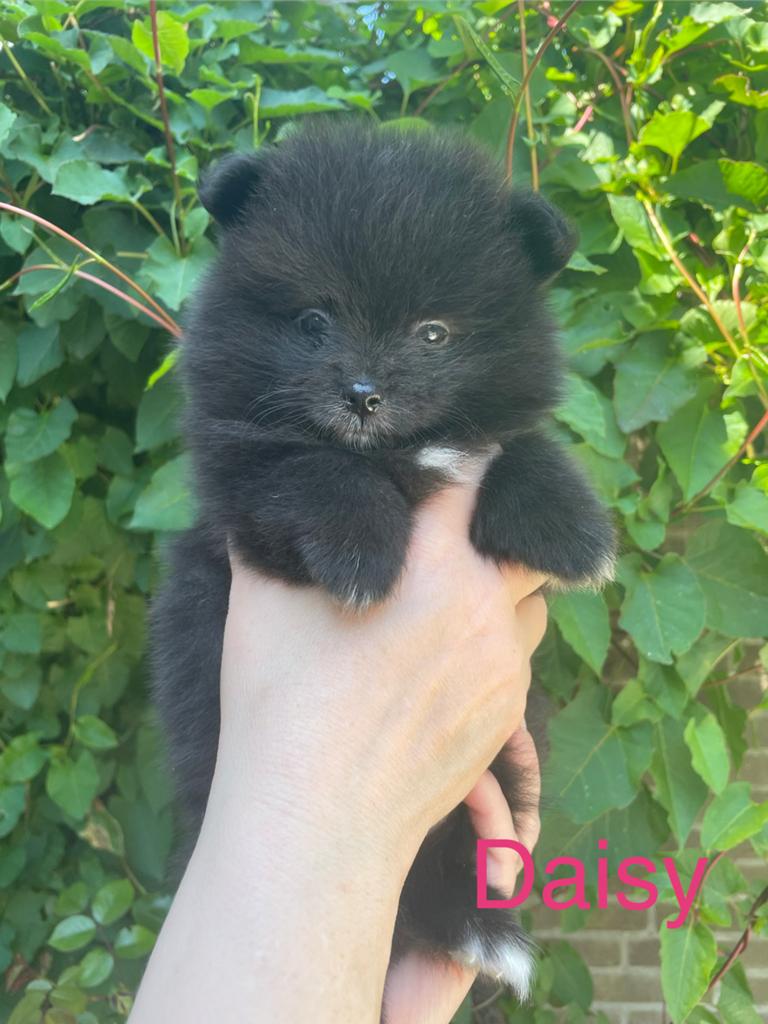 5 Prachtige pomeriaan/dwergkees pups.️🩵🩷, Overige rassen, 8 tot 15 weken, Parvo, Meerdere
