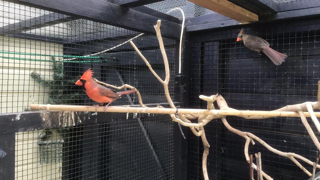 Kardinaal, rode kardinaal, koppel, Dieren en Toebehoren, Vogels | Overige Vogels, Meerdere dieren, Tropenvogel, Geringd