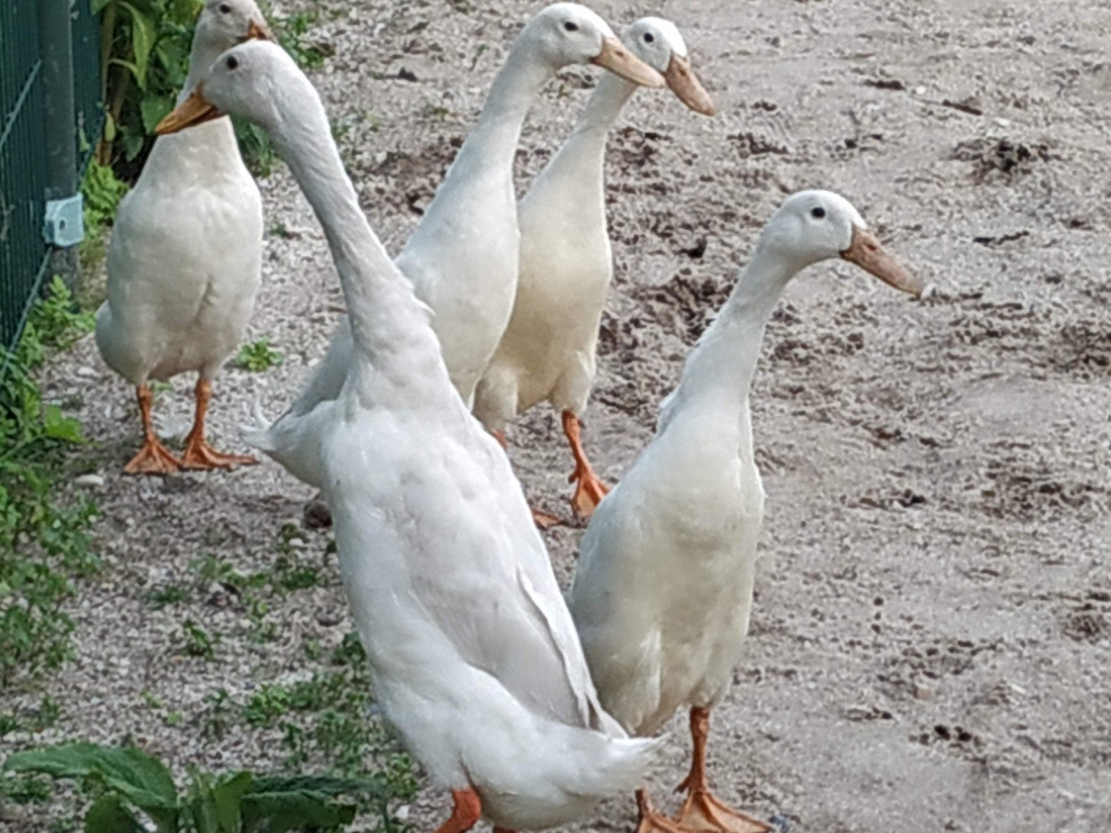 Indische loopeenden, Dieren en Toebehoren, Mannelijk, Eend