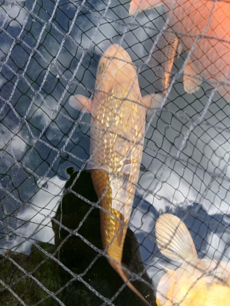 2x koi karper, Dieren en Toebehoren, Vissen | Vijvervissen, Karper of Koi