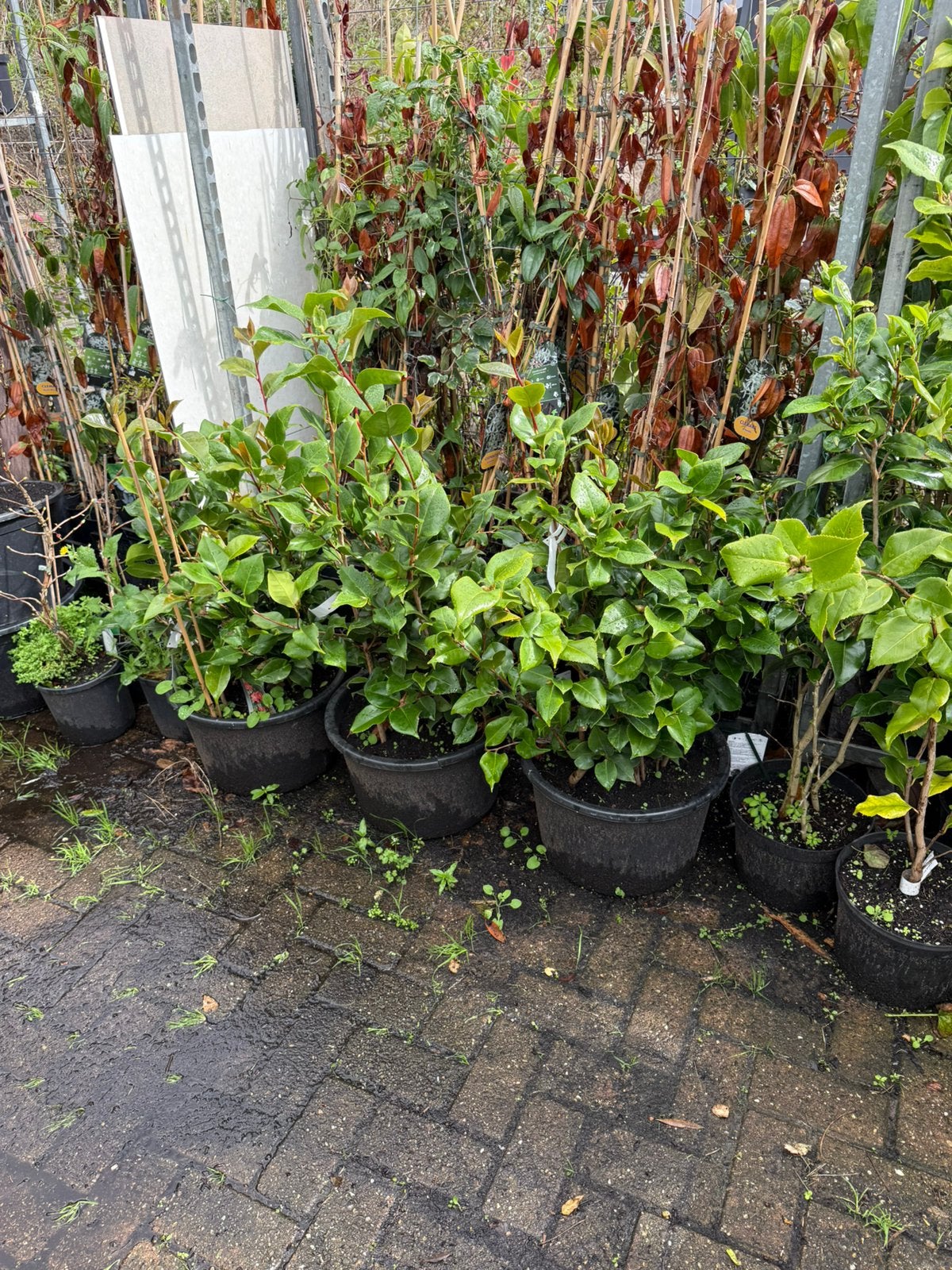Camelia of japanse roos in flinke kuip wintergroen kleurrood, Tuin en Terras, Vaste plant, Halfschaduw, Lente, Ophalen