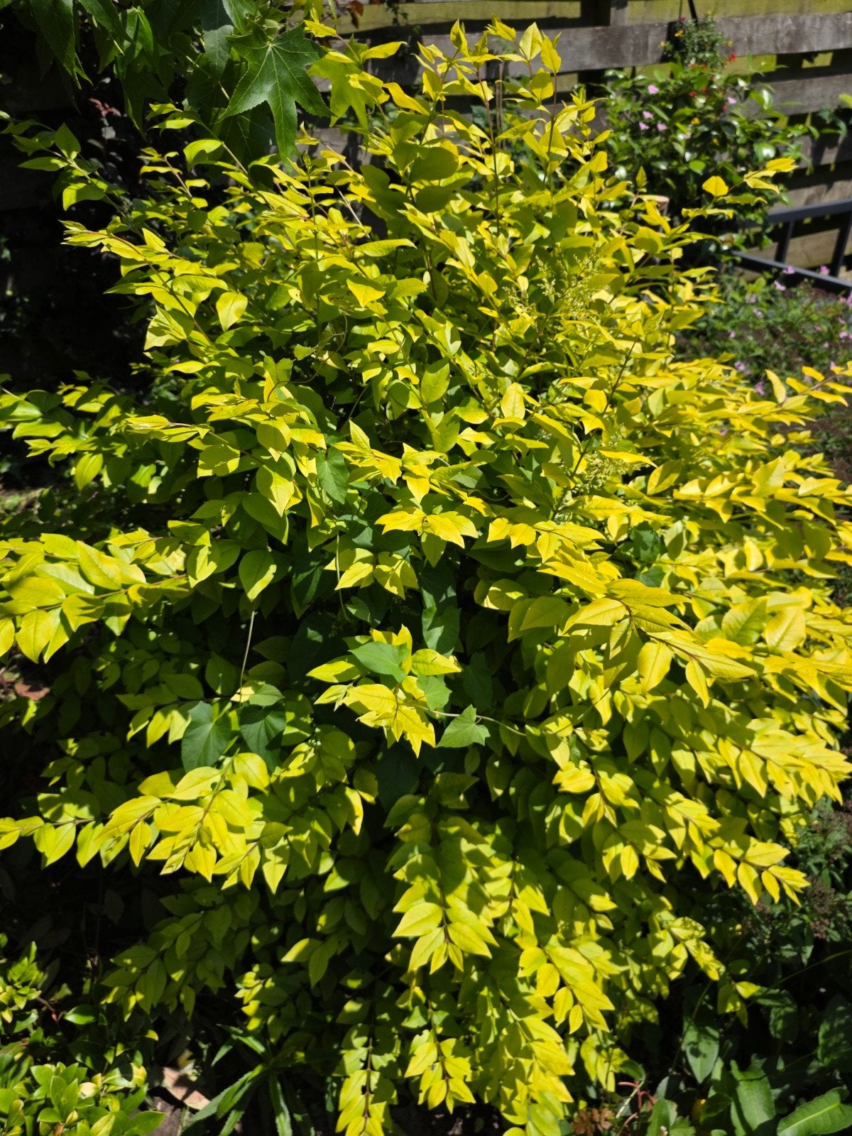Volwassen Liguster struik, Tuin en Terras, Planten | Struiken en Hagen, Ophalen, Liguster, 100 tot 250 cm