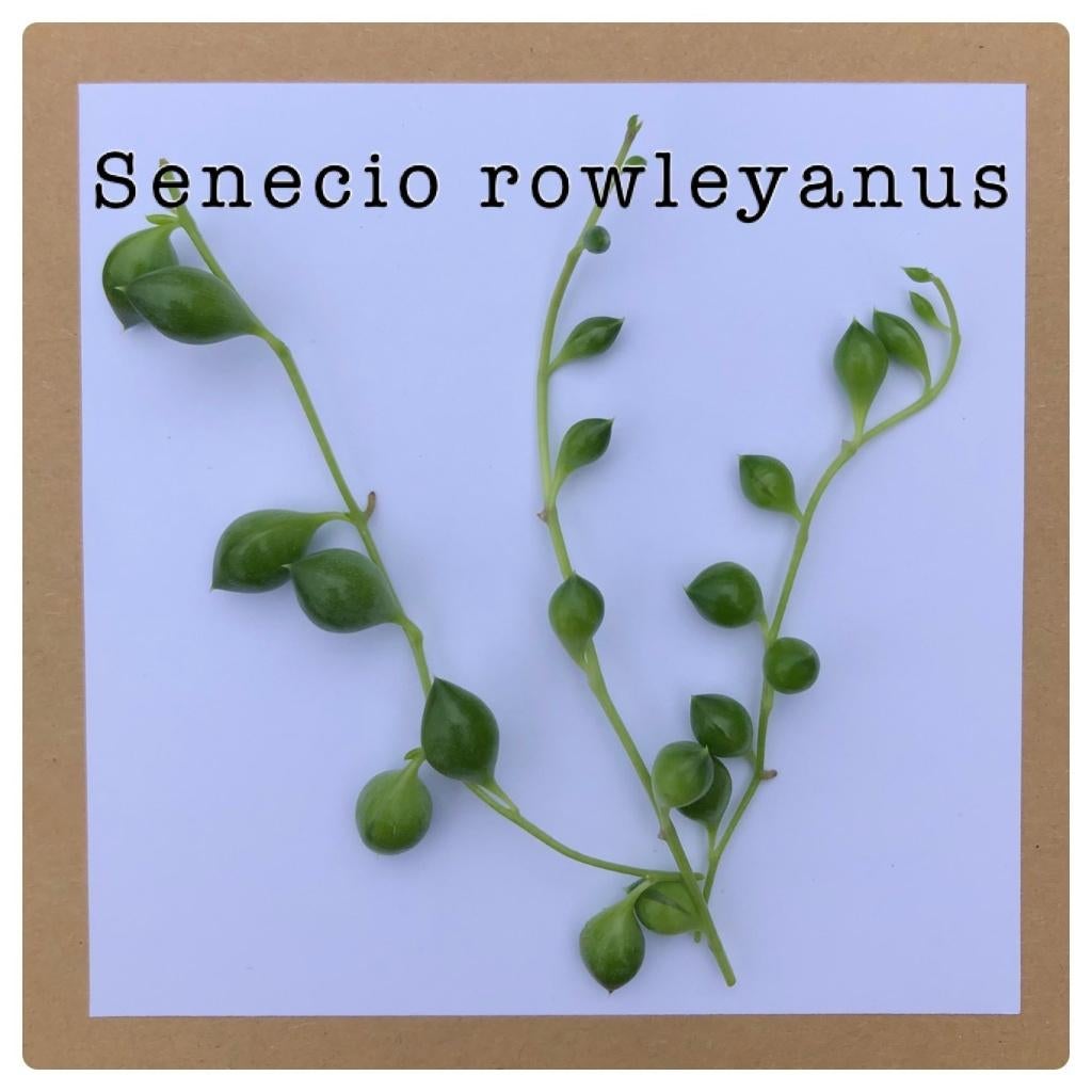 22. senecio rowleyanus stekje €1,50, Ophalen of Verzenden, Halfschaduw, Minder dan 100 cm