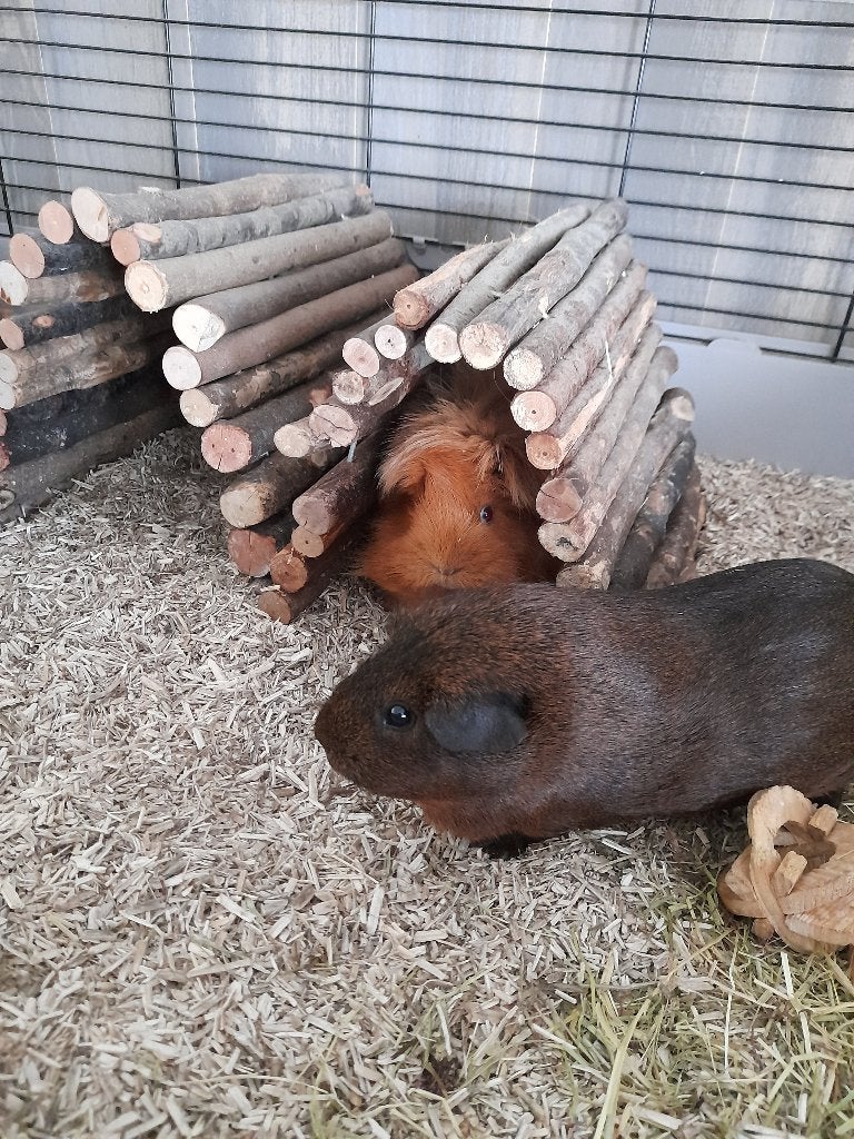 3 lieve ras cavia's plus kooi, Cavia, Februari, Meerdere dieren, Tam
