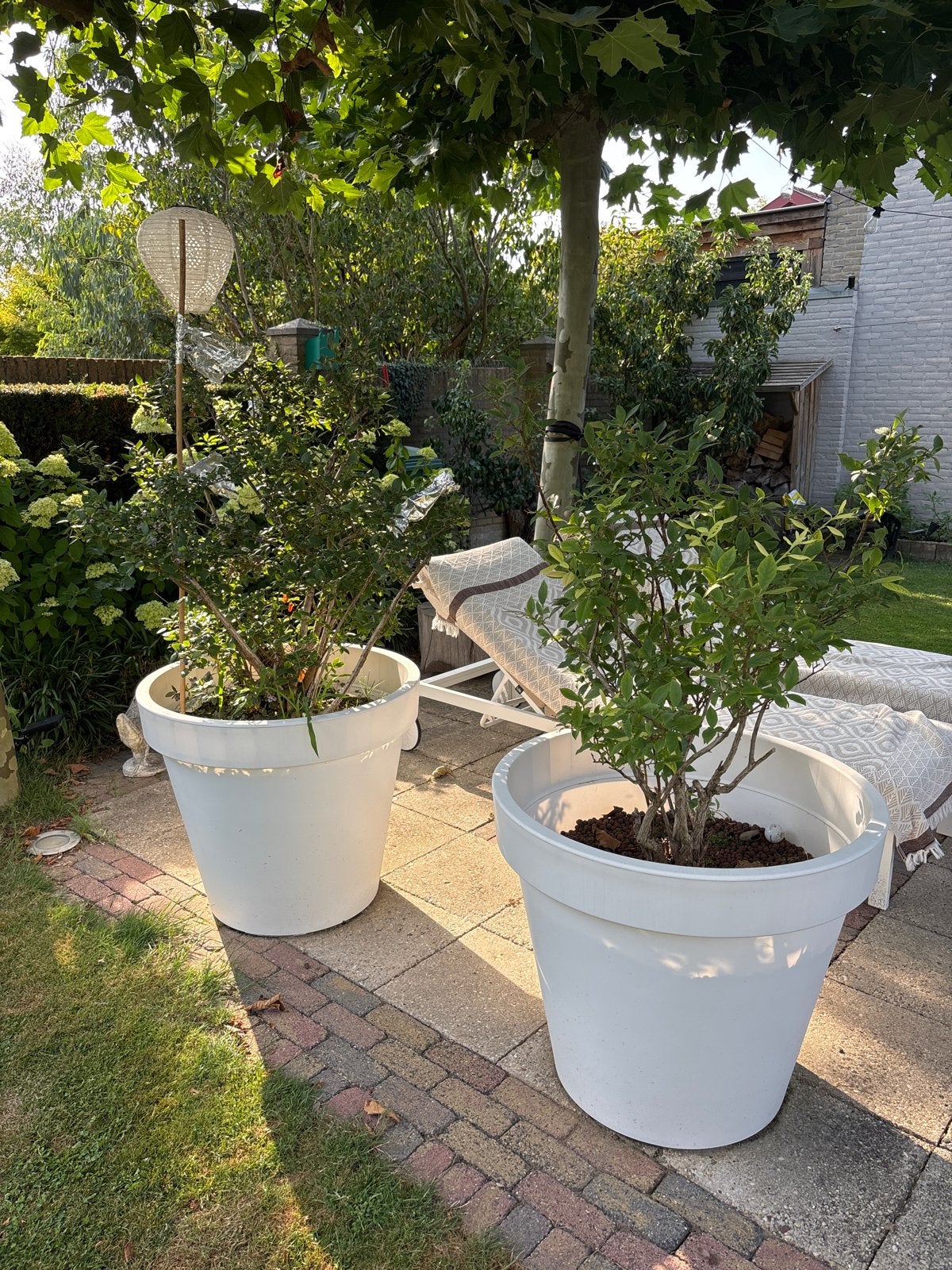 Te koop 2 Blauwe bessen struiken in grote witte potten, Ophalen, Vaste plant, Fruitplanten