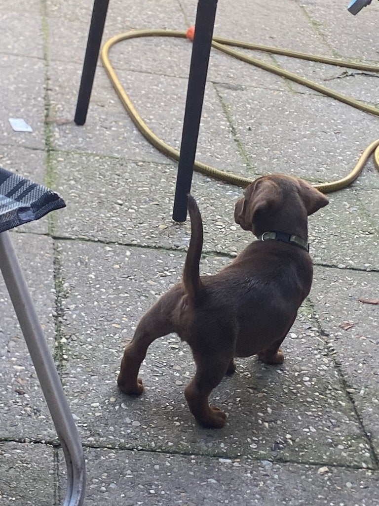 tweede nest van onze spot beschikbaar, Dieren en Toebehoren, Jack Russell Terriër, 8 tot 15 weken, Meerdere, Meerdere dieren