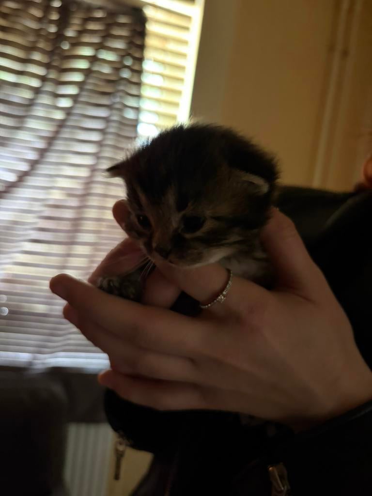2 kittens 24 april geboren, Geslacht onbekend, 0 tot 2 jaar