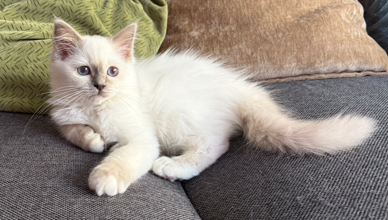 Heilige birmaan kittens met stamboom €1000,-, Poes, Gechipt