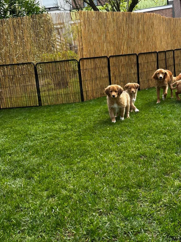 Duck Tolling Retriever / Golde Retriever, Dieren en Toebehoren, Honden | Niet-rashonden, 8 tot 15 weken, Meerdere, Meerdere dieren
