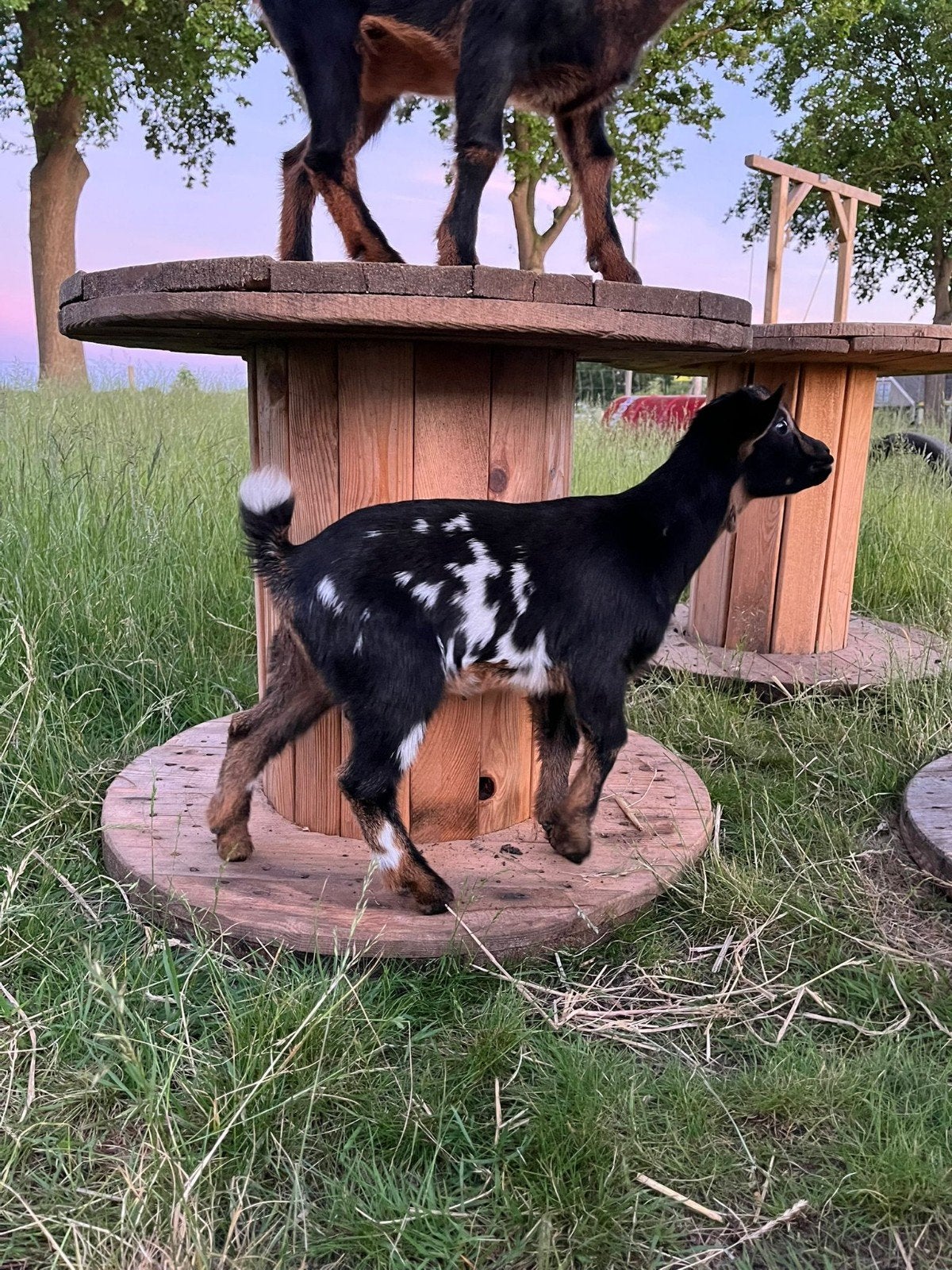 Black & Tan stippel dwerggeit bok fleslammetje!, Dieren en Toebehoren, Schapen, Geiten en Varkens, Mannelijk, Geit, 0 tot 2 jaar