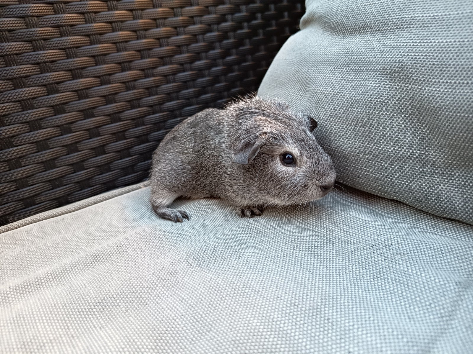 Grijs agouti cavia beertje, Dieren en Toebehoren, Knaagdieren, Mei, Mannelijk, Cavia