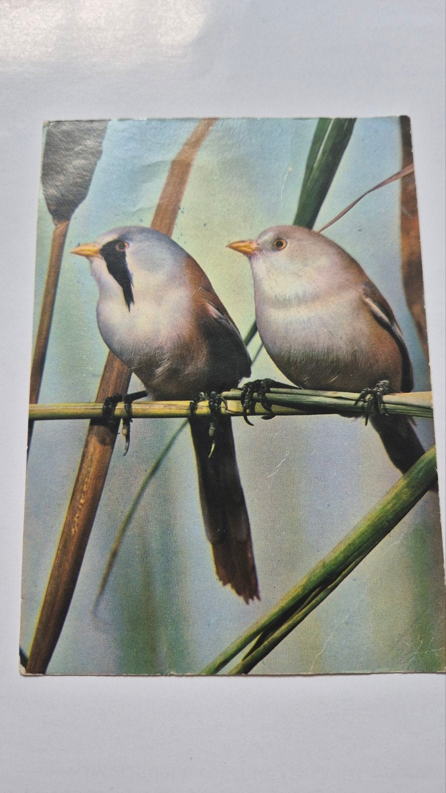 Vintage ansichtkaart met baardmannetjes rietvogel, Ophalen of Verzenden, 1940 tot 1960, Gelopen, Noord-Holland