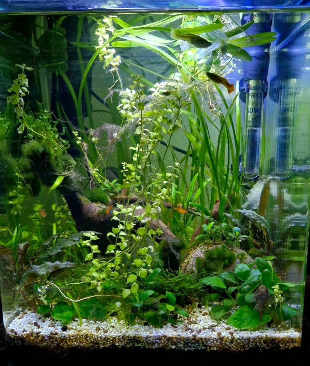 Compleet Aquarium 30L, Dieren en Toebehoren, Ophalen, Inclusief vissen, Gebruikt