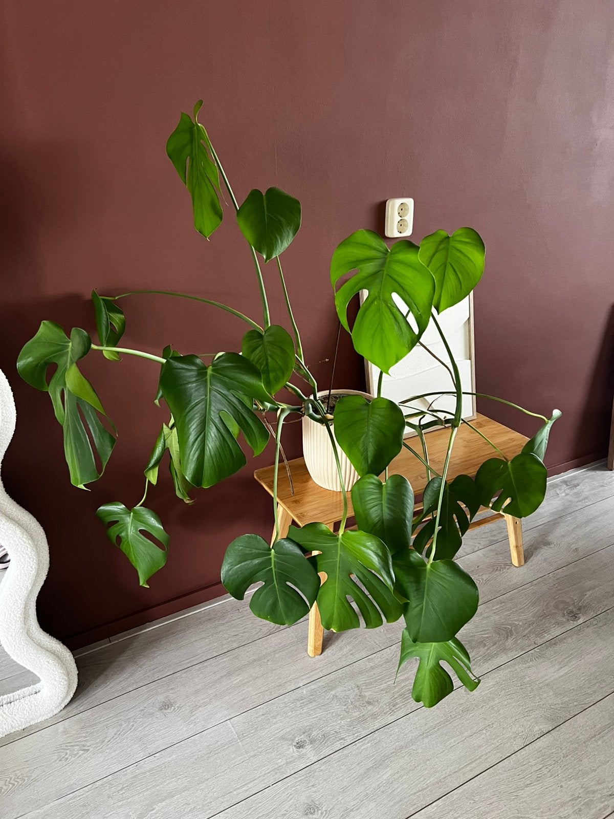 Grote plant inclusief pot, Huis en Inrichting, Kamerplanten, Ophalen, Halfschaduw, Minder dan 100 cm