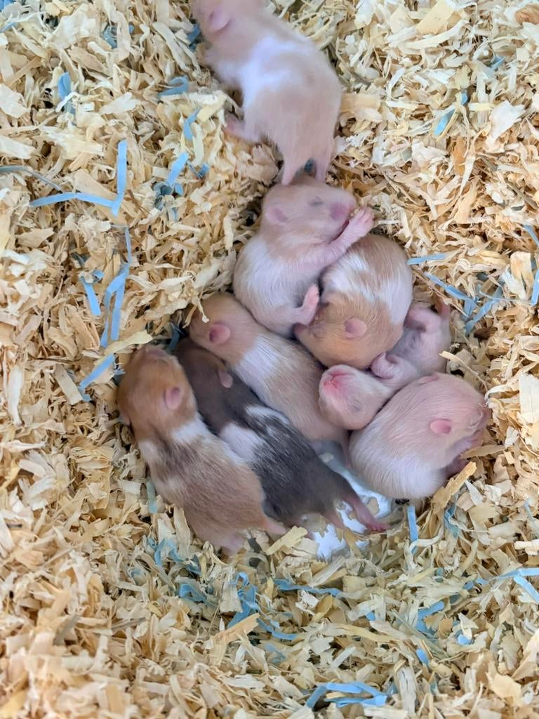 Te koop goudhamsters / Syrische hamster, Hamster, April, Meerdere dieren, Tam