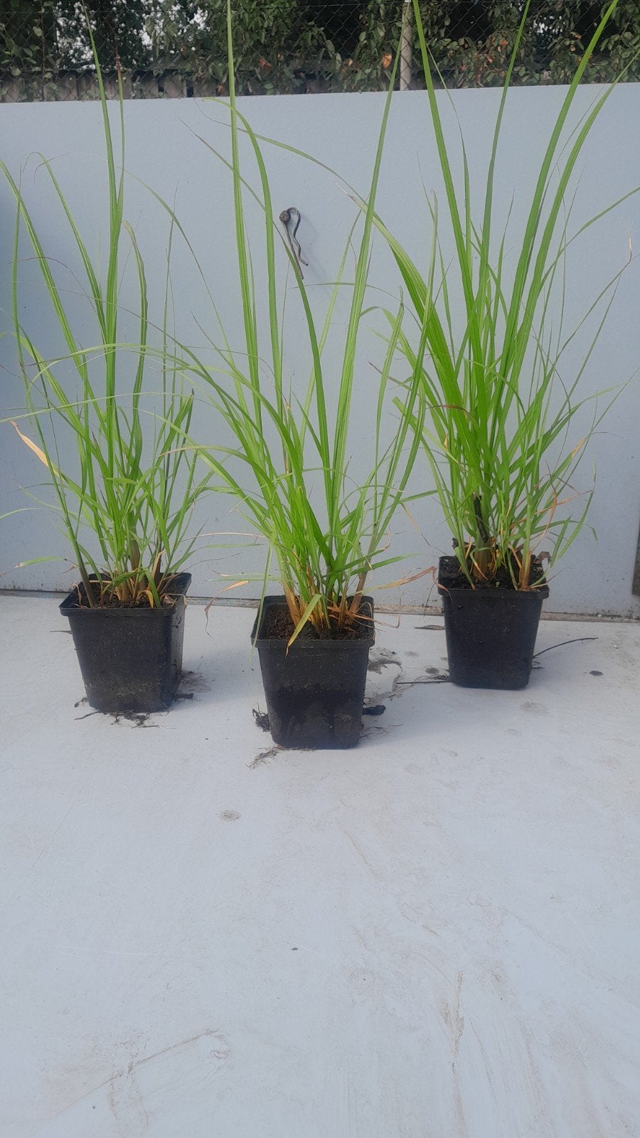 lampenpoetsersgras pennisetum black beauty lampepoetsersgras, Tuin en Terras, Ophalen, Volle zon, Vaste plant, Siergrassen