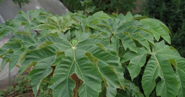 Chinese papierplant stamhoogte 30 cm, Ophalen, Halfschaduw