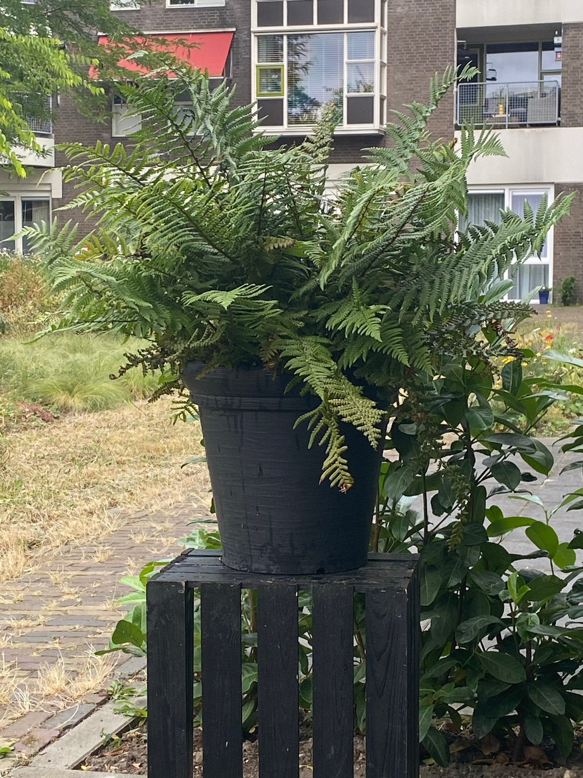 Grote mooie Mannetjesvaren in zwarte Pot,, Tuin en Terras, Planten | Tuinplanten, Ophalen, Vaste plant, Varens, Bloeit niet