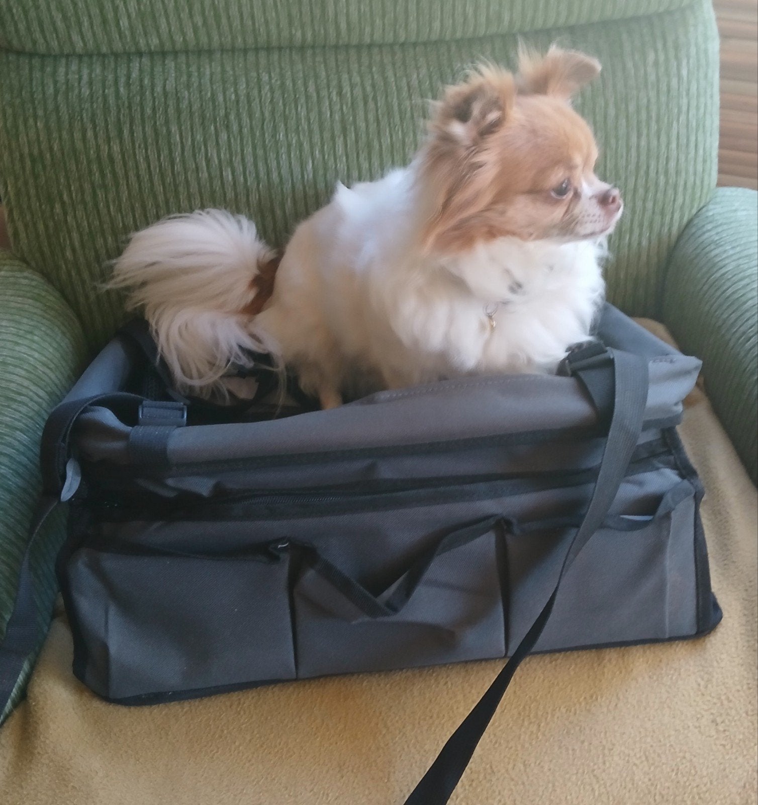 autostoeltje voor kleine hond, Ophalen of Verzenden, Zo goed als nieuw, Hondenautostoel