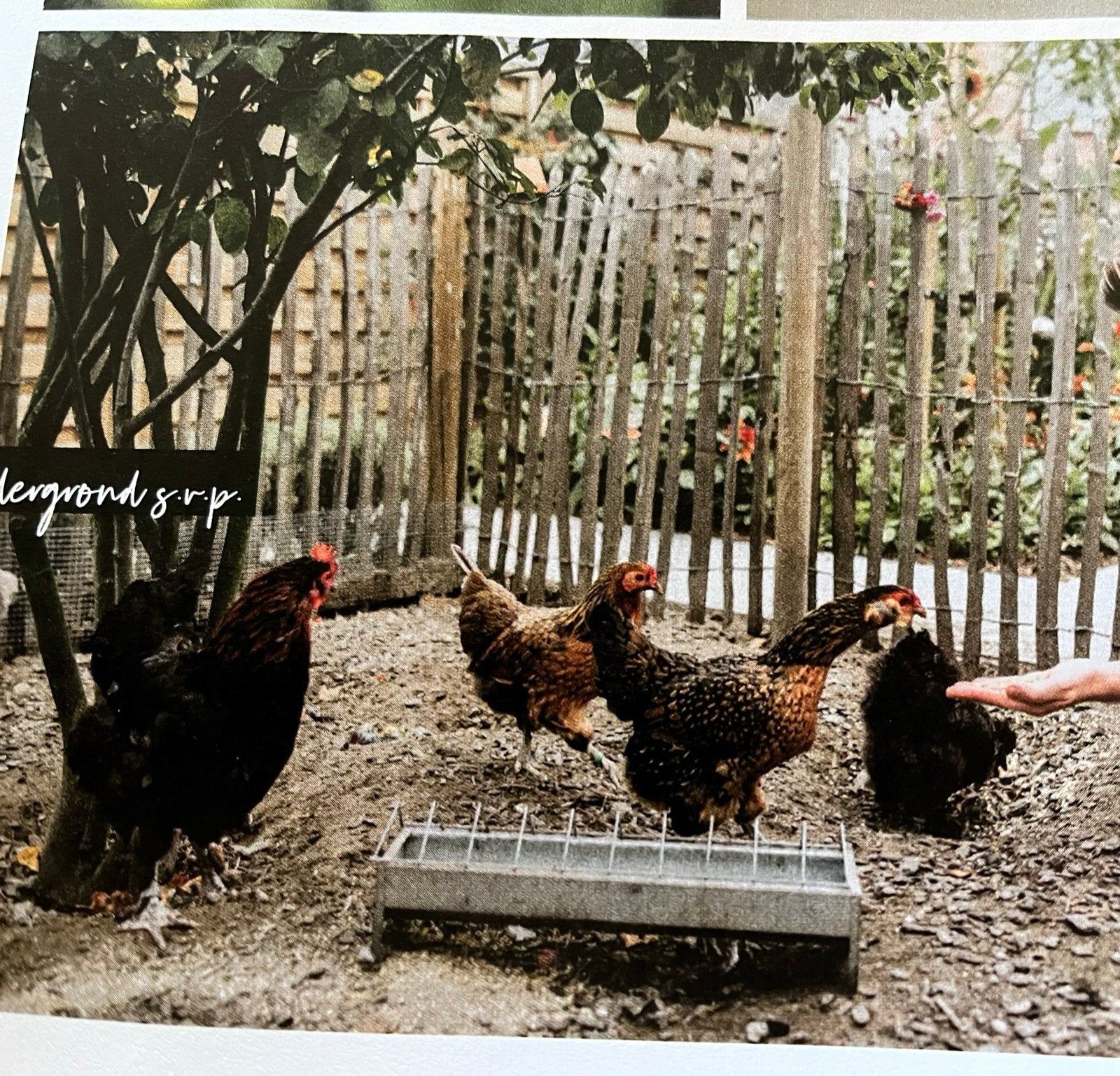 Engels hekwerk Kastanjehout schapenhek kippen erfscheiding, Tuin en Terras, Met poort, Gerard Krale, Nieuw, Ophalen of Verzenden