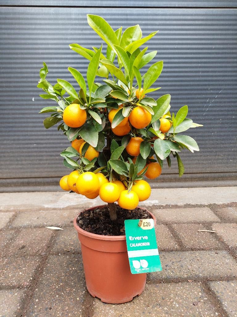 Citrus Calamondin - Mandarijnenboompje H: 45 cm., Ophalen, Minder dan 100 cm, Volle zon, Citroenboom