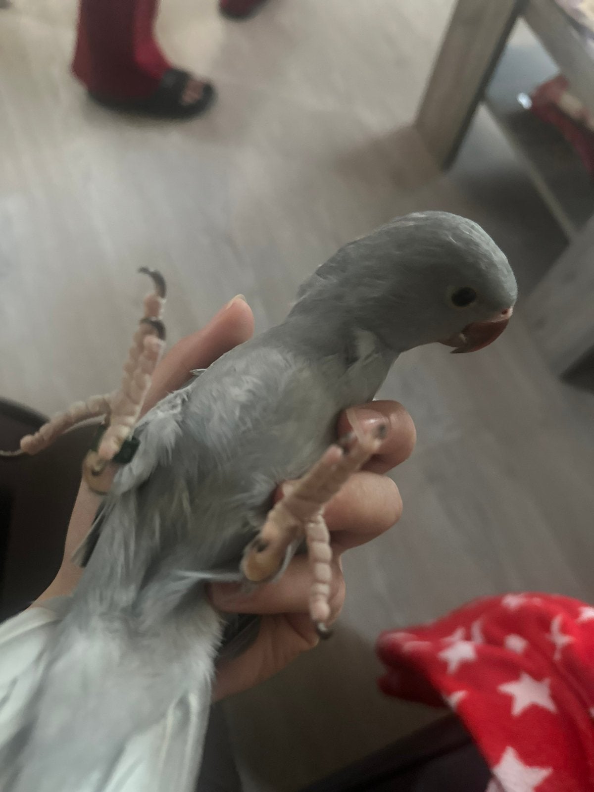 Jonge halsbandparkiet om tam te maken, Dieren en Toebehoren, Mannelijk, Parkiet, Geringd