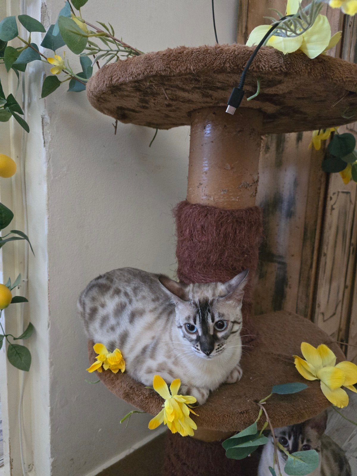 Snow/sneeuwbengaal poes, Dieren en Toebehoren, Katten en Kittens | Raskatten | Korthaar, Poes, Ingeënt, 0 tot 2 jaar