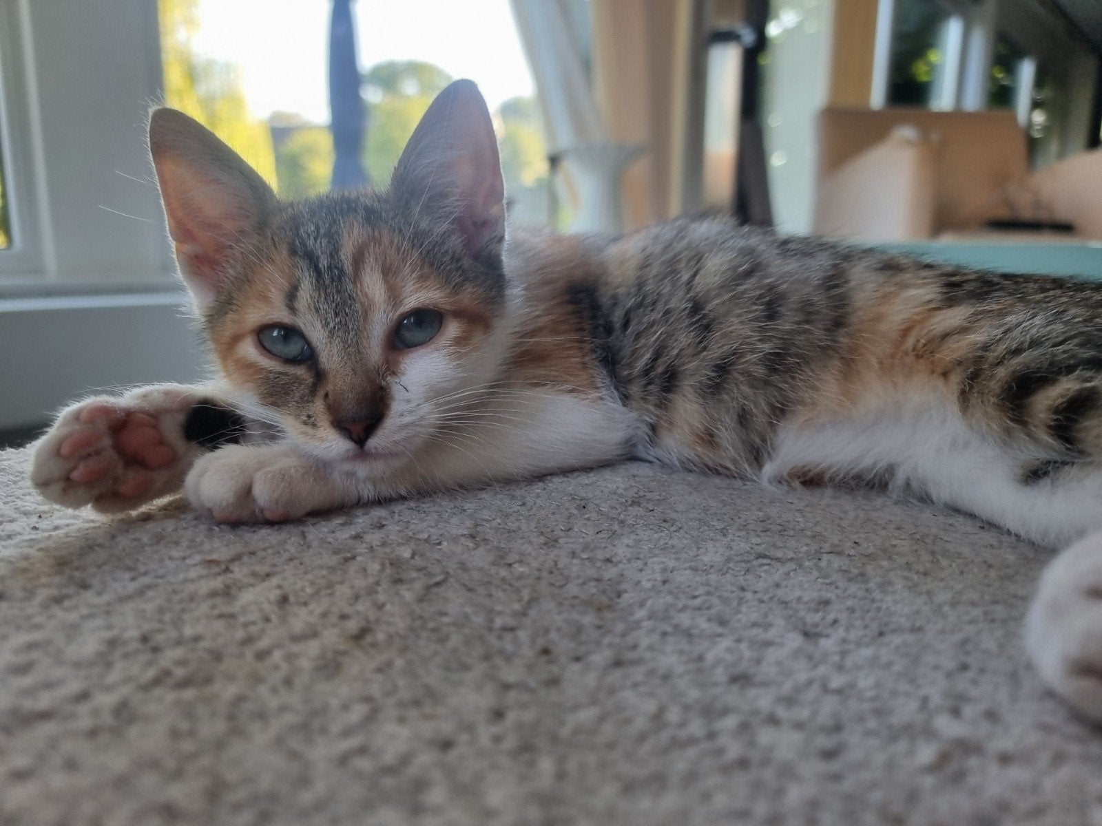 Lieve kittens te koop, Meerdere dieren, Kortharig, 0 tot 2 jaar