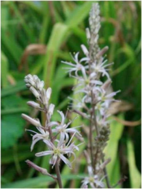 Caudex plant Urginea Altissima van oorsprong uit Zimbabwe  , Overige soorten, Ophalen of Verzenden, In pot, Minder dan 100 cm