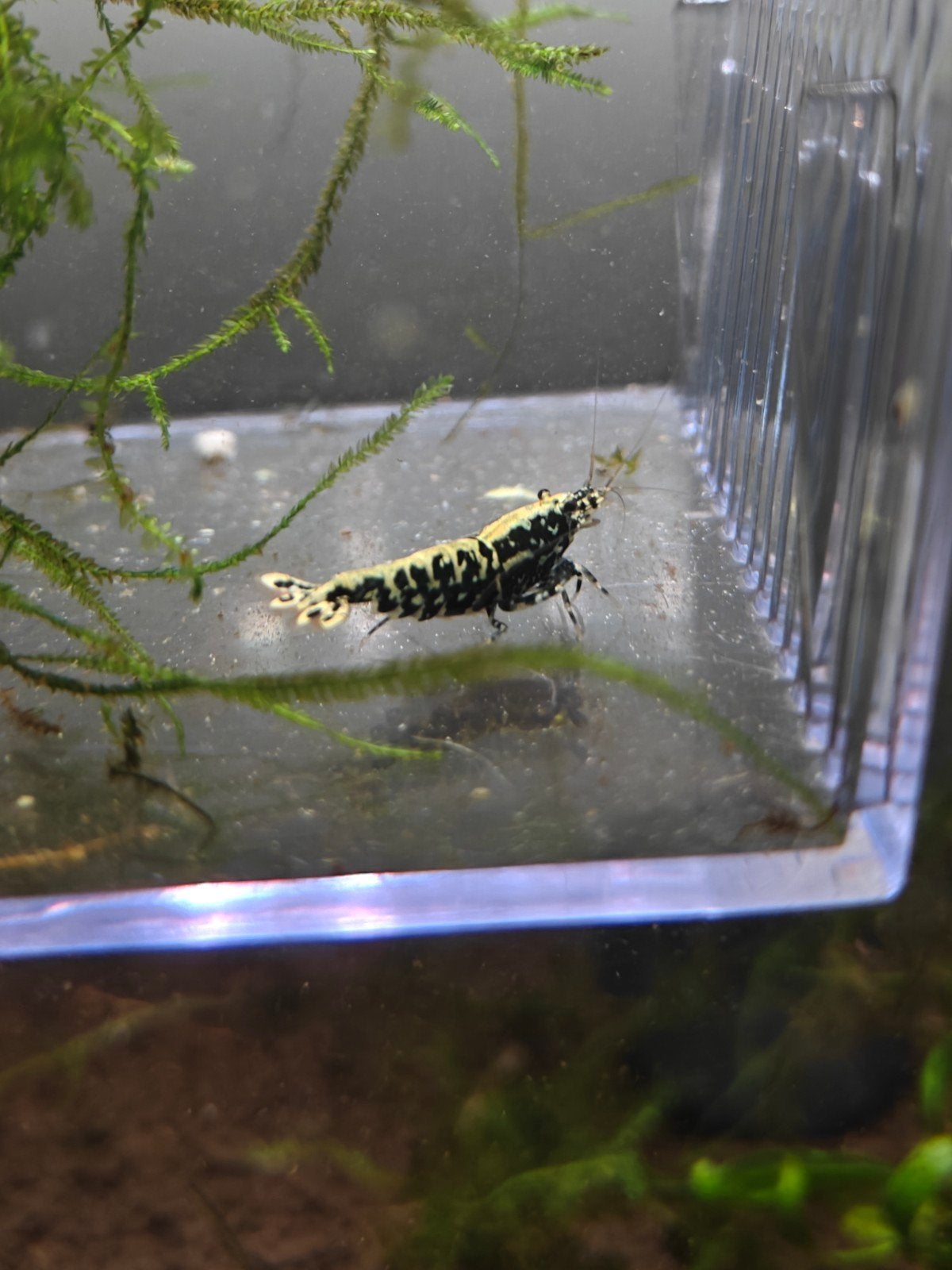 garnalen galaxy Stardust 9 stuks caridina, Dieren en Toebehoren, Kreeft, Krab of Garnaal