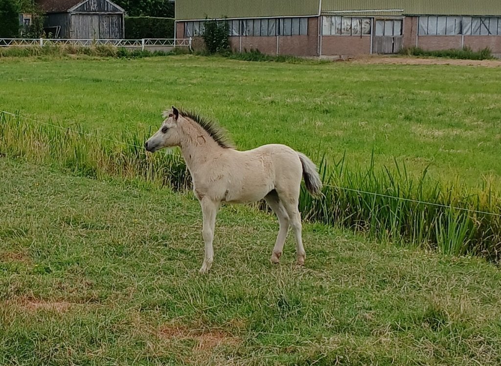 Prachtige Welsh a veulens., Dieren en Toebehoren, A pony (tot 1.17m), Met stamboom, 0 tot 2 jaar
