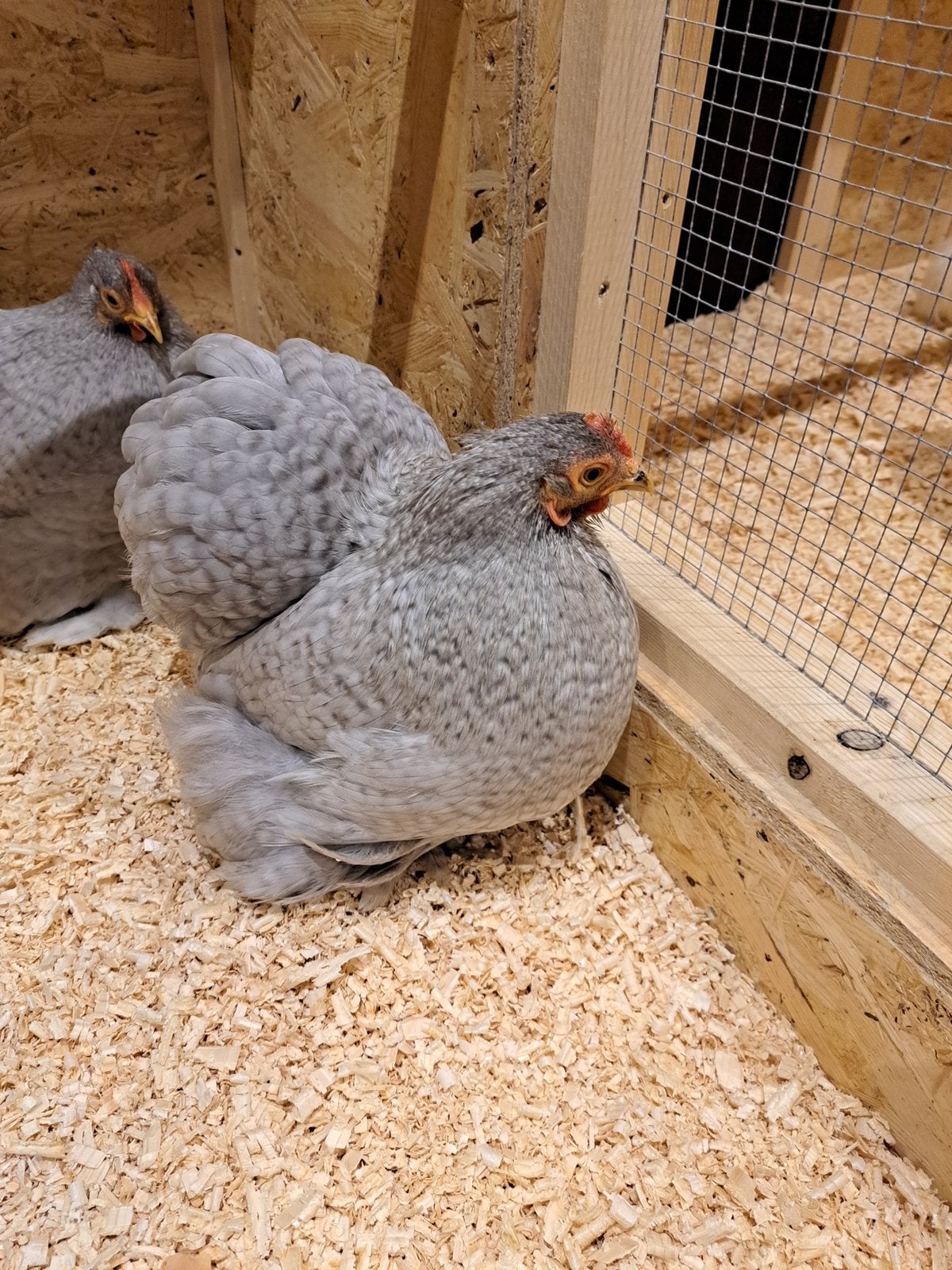 Cochin kippen broedeieren, Dieren en Toebehoren, Pluimvee, Geslacht onbekend, Kip