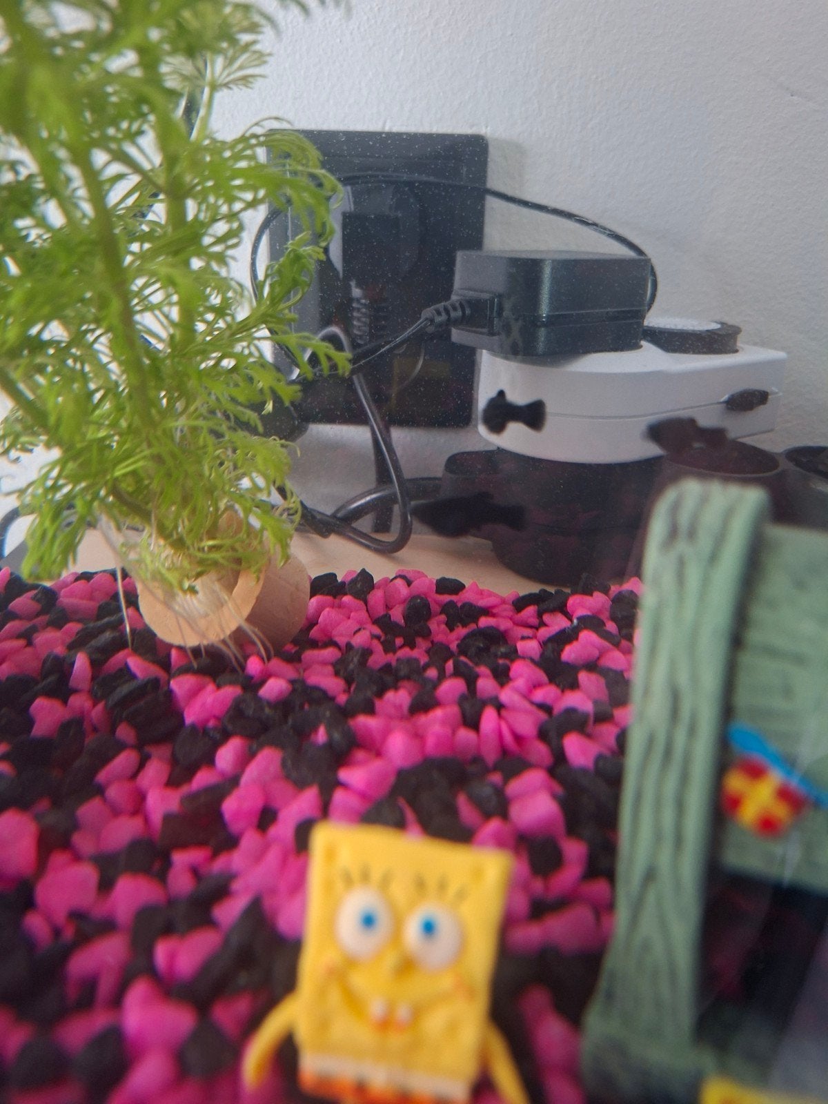 Baby mollys, Ophalen