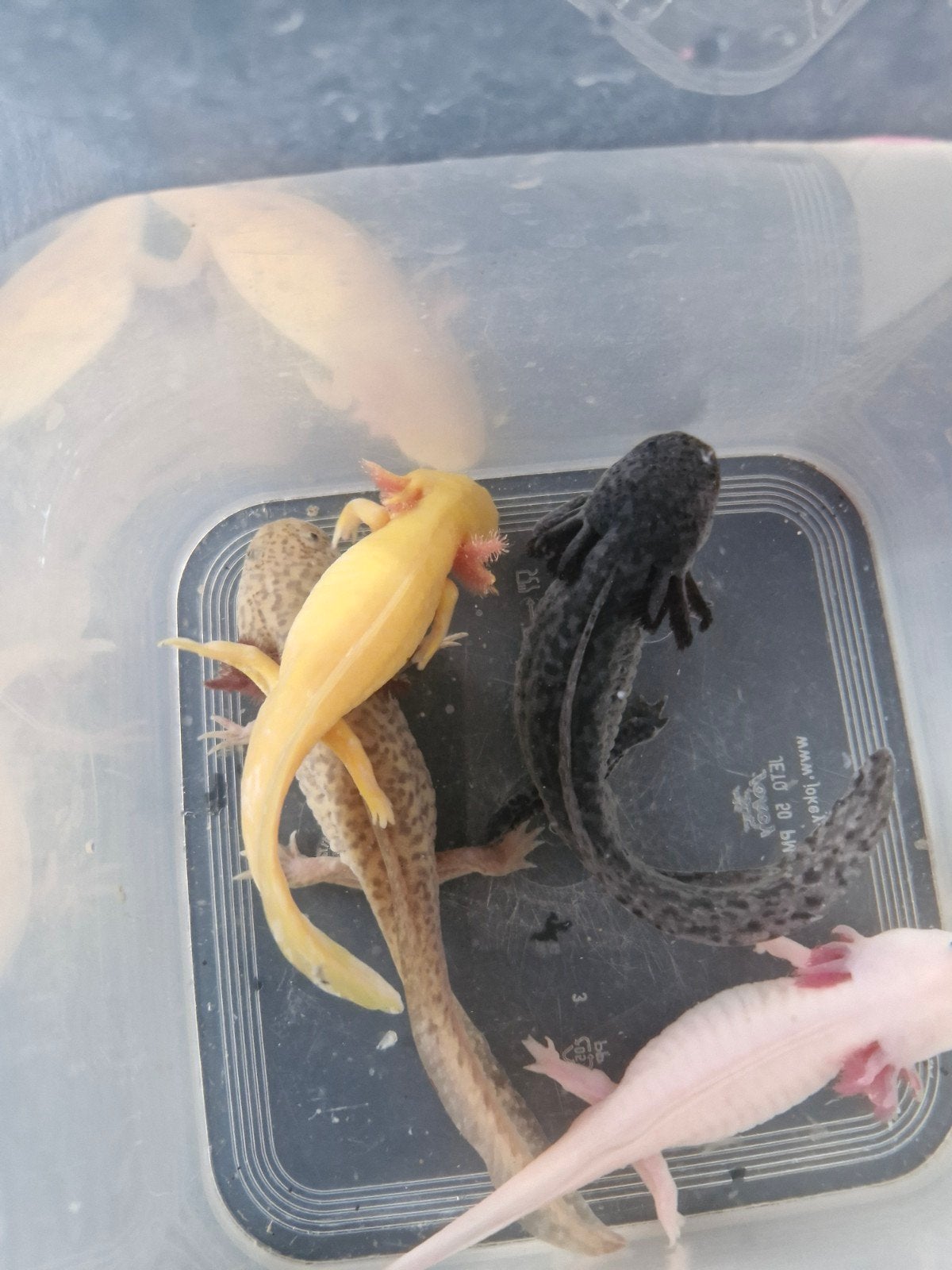 axolotl 4 lieverds, Dieren en Toebehoren, Overige typen, Zoetwatervis