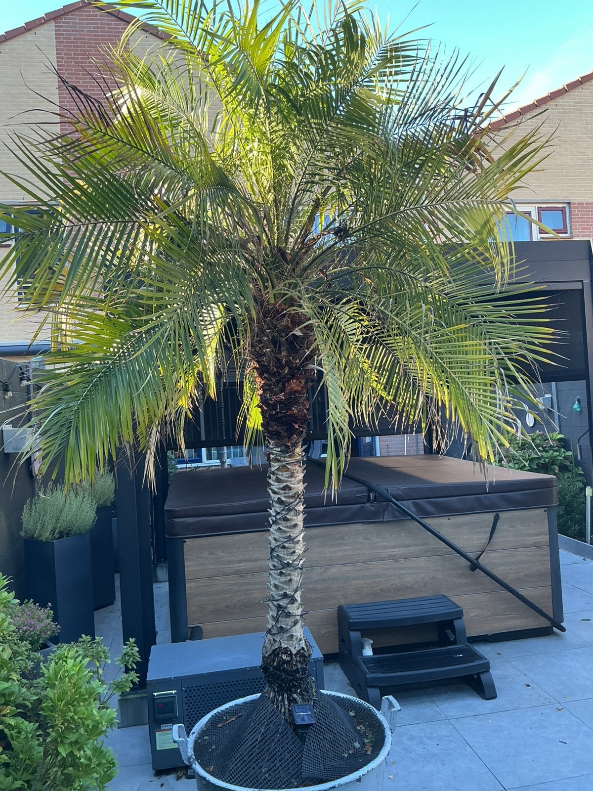 Dadelpalm 3 meter hoog, 250 tot 400 cm, Palmboom, Ophalen, Volle zon