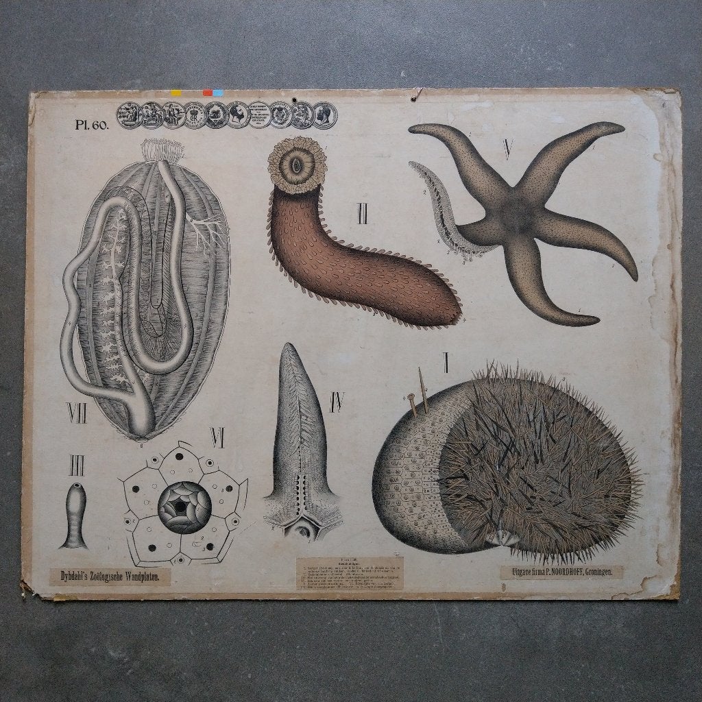 Oude schoolplaat stekelhuidigen – Dybdahl 1900, Ophalen of Verzenden, Natuur en Biologie