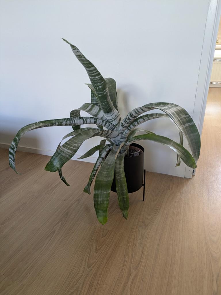 Grote, opvallende Bromelia, Huis en Inrichting, Kamerplanten, 100 tot 150 cm, Overige soorten, In pot, Groene kamerplant