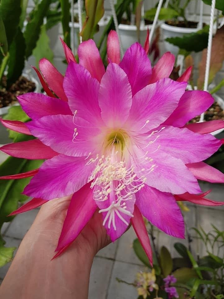 cactus - Epiphyllum Chiyo Matsumiya, Ophalen of Verzenden, Cactus, Volle zon, Minder dan 100 cm