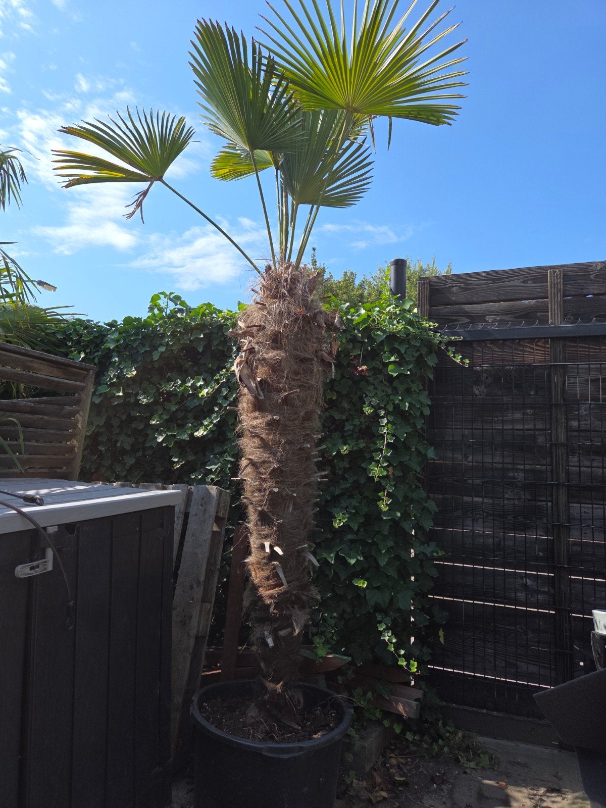 Trachycarpus Wagnerianus - Winterharde Palmboom 1.80m, Tuin en Terras, Volle zon, Vaste plant, Bloeit niet, Ophalen