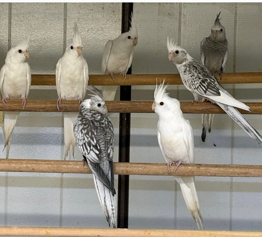 Te koop Valkparkieten, Dieren en Toebehoren, Vogels | Parkieten en Papegaaien, Meerdere dieren, Parkiet, Geringd