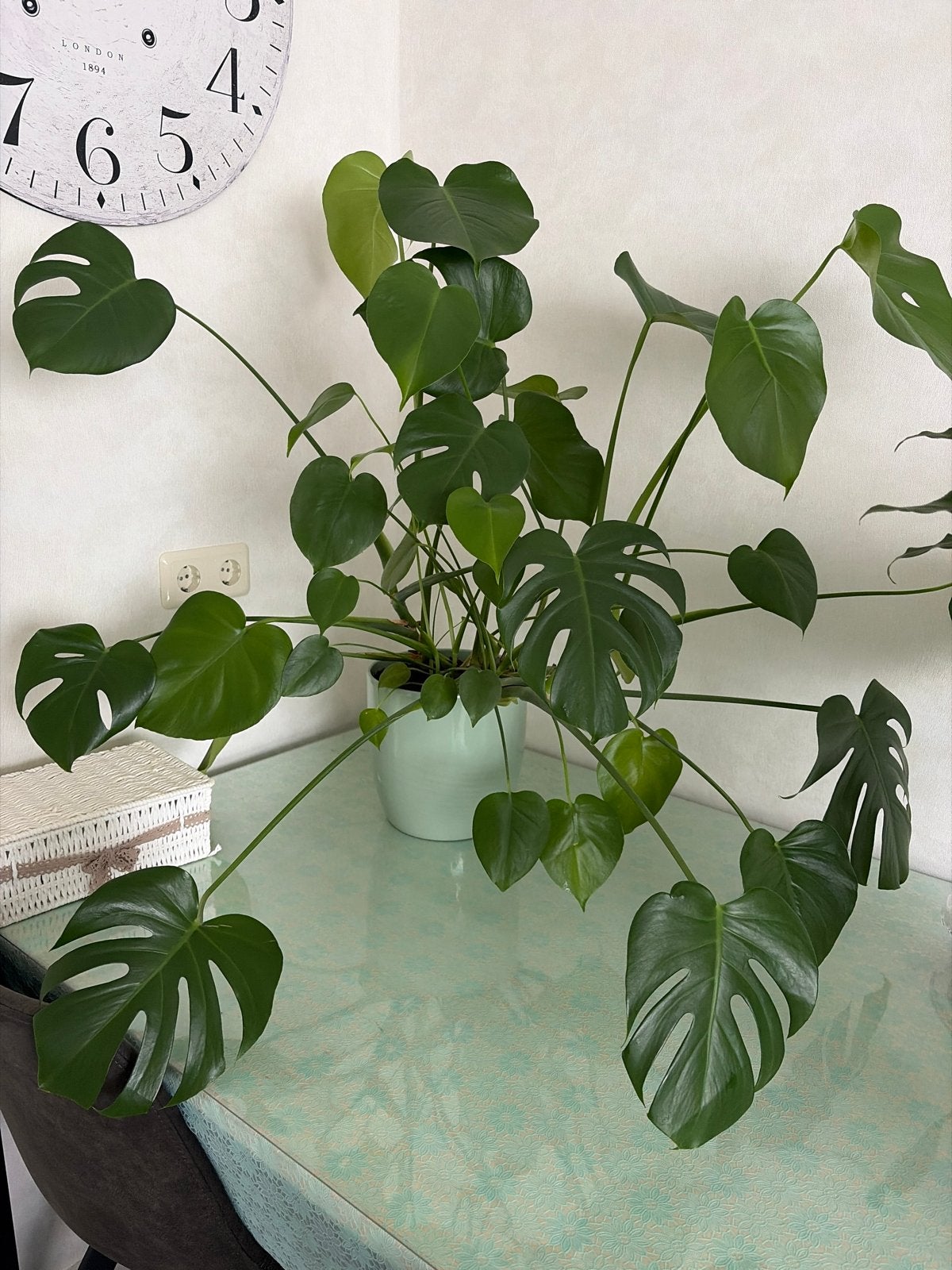 Monstera Deliciosa in pot - Grote kamerplant, Ophalen, Overige soorten, Halfschaduw, In pot