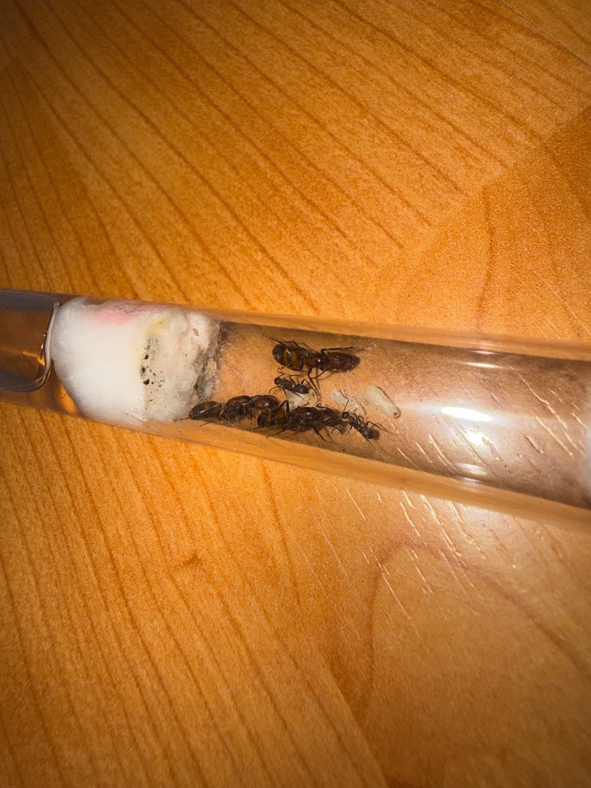 3 KONINGINNEN! Camponotus nicobarensis mieren kolonie tekoop, Mieren